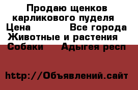 Продаю щенков карликового пуделя › Цена ­ 2 000 - Все города Животные и растения » Собаки   . Адыгея респ.